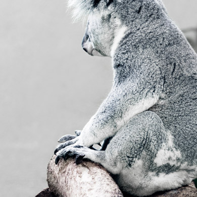 Animal